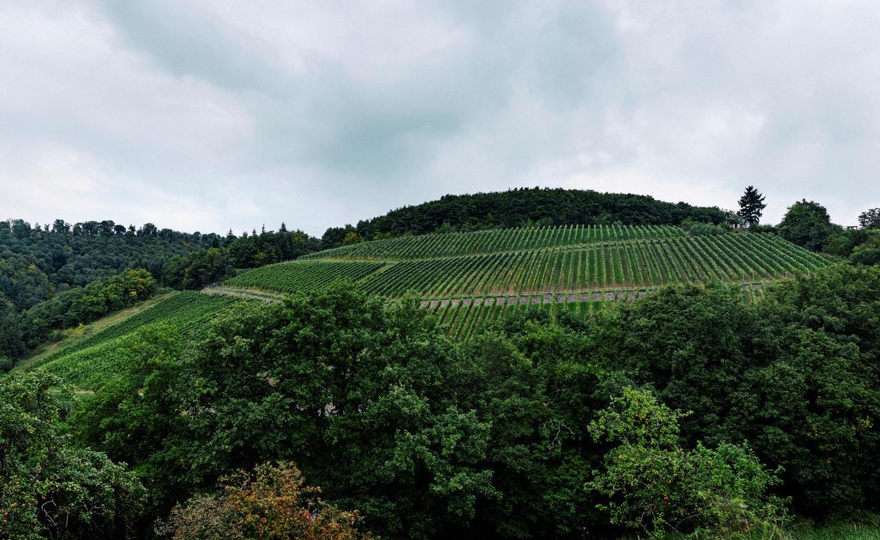 Weingut Hees - Landgasthof Zum Jaeger Aus Kurpfalz Auen Zewnętrze zdjęcie